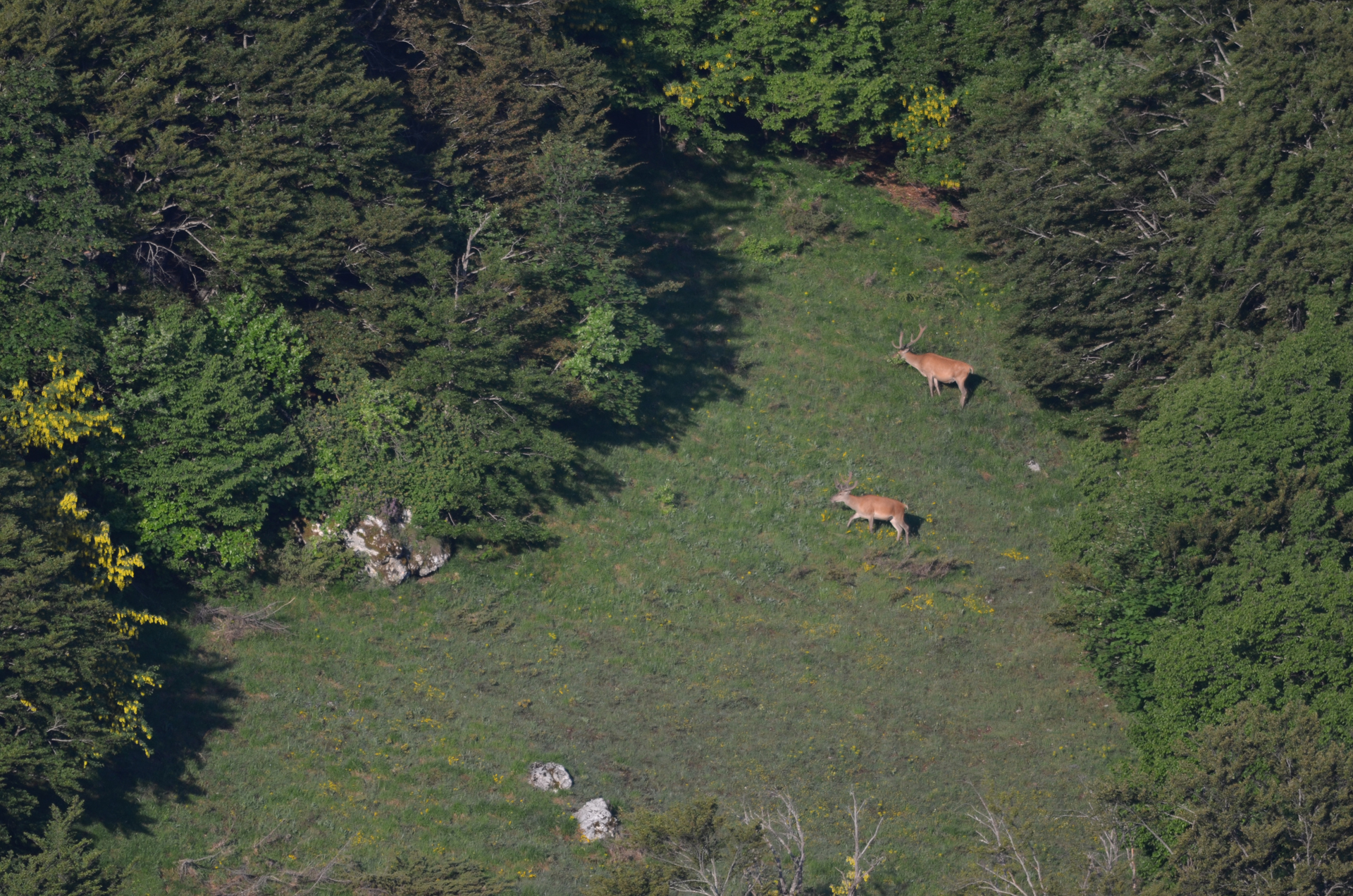 Red deer was the most common wild animal at the lookout