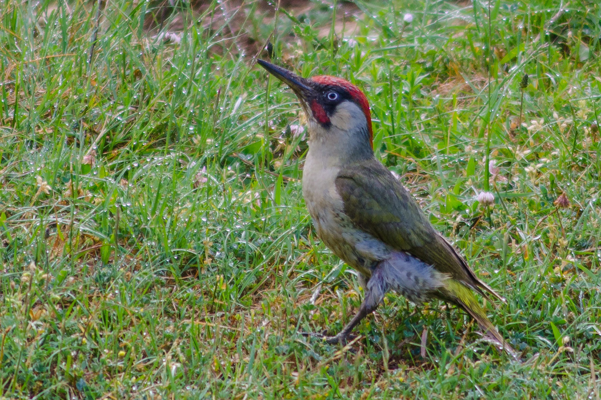 European green woodpecker (Grünspecht)