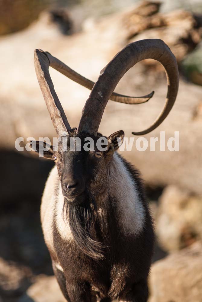 The illustrated dictionary of Caprinae horns – Ralfs' Wildlife and Wild  Places