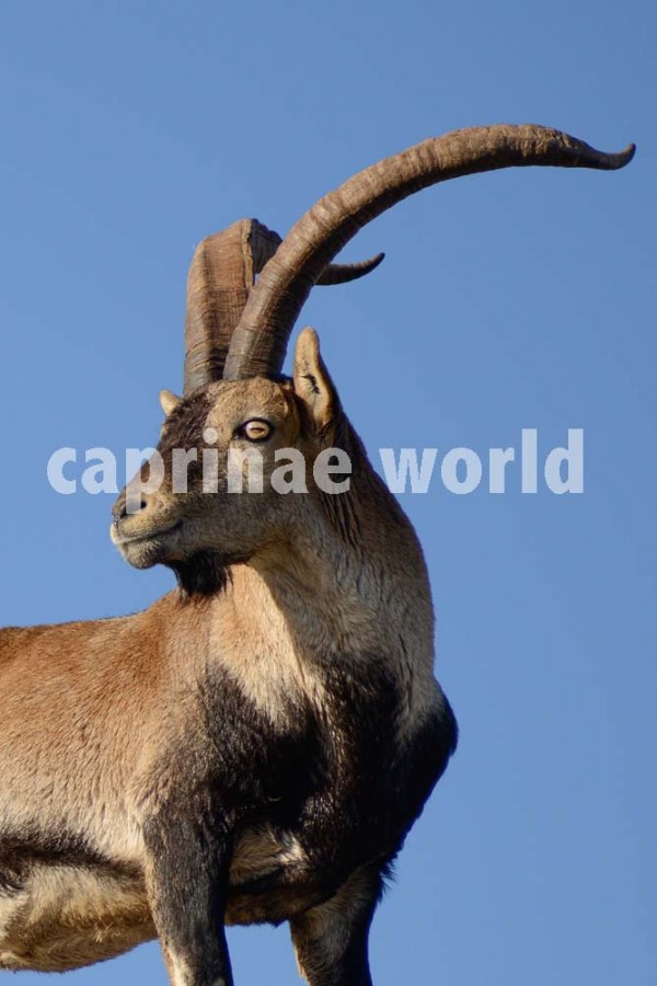 The illustrated dictionary of Caprinae horns Ralfs' Wildlife and Wild