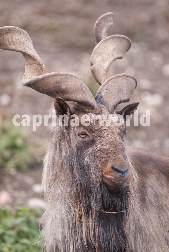 The illustrated dictionary of Caprinae horns – Ralfs' Wildlife and Wild  Places