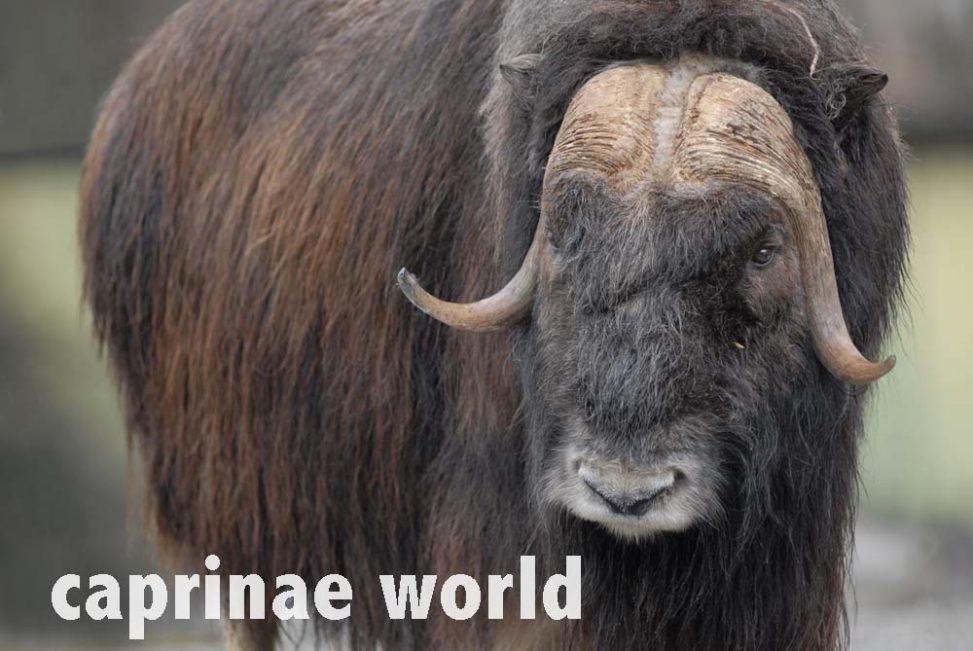 Musk Oxen (Ovibos moschatus) – Ralfs' Wildlife and Wild Places