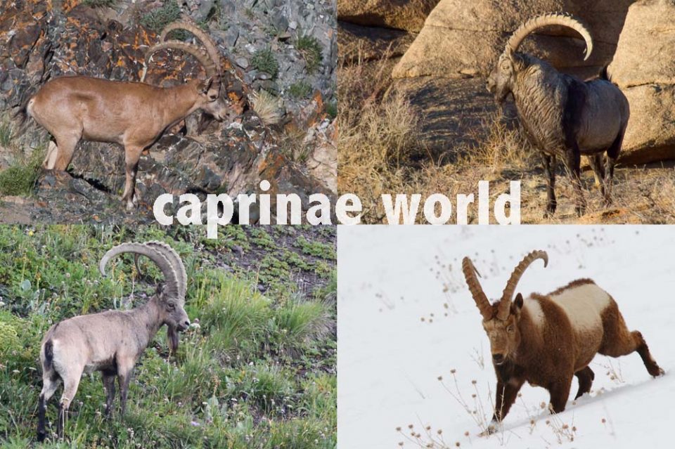 Asiatic ibex (Capra sibirica) – Ralfs' Wildlife and Wild Places