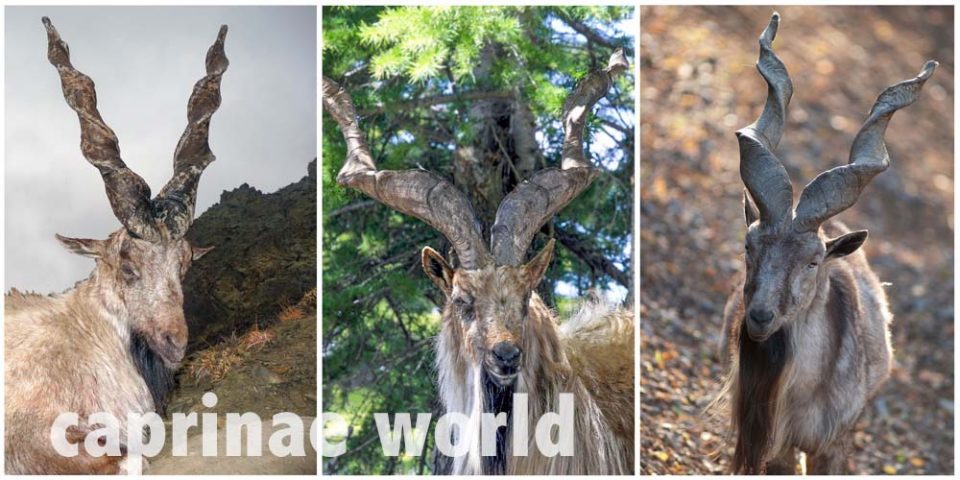 Caprinae World – Ralfs' Wildlife and Wild Places