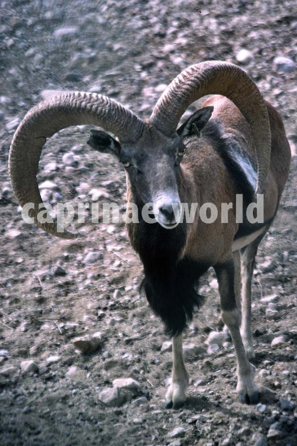 The illustrated dictionary of Caprinae horns Ralfs' Wildlife and Wild