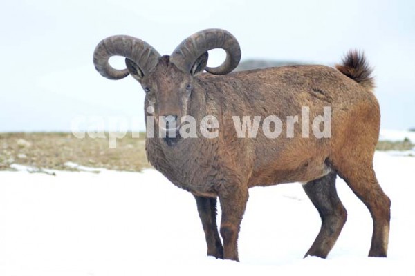 East Caucasian tur (Capra cylindricornis) Ralfs' Wildlife and Wild Places