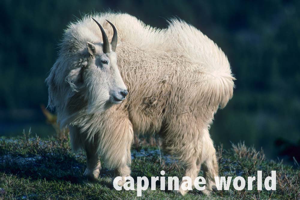 Mountain Goat (Oreamnos americanus) – Ralfs' Wildlife and Wild Places