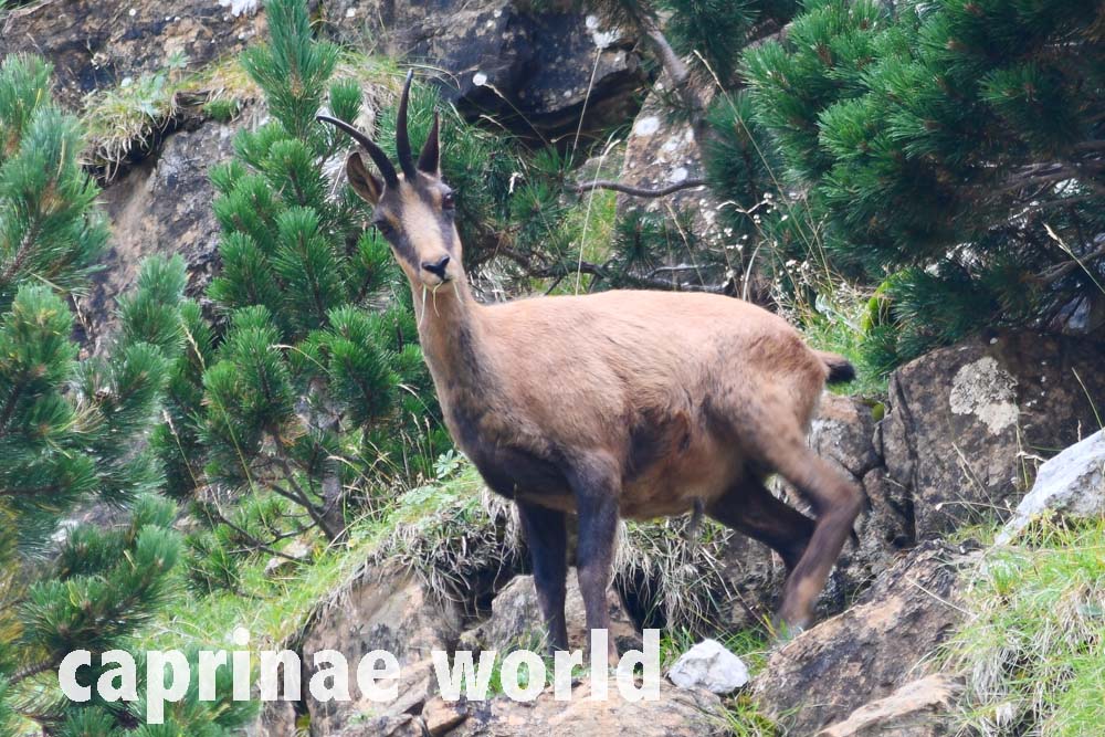 Pyrenean Chamois (Rupicapra pyrenaica pyrenaica) Ralfs' Wildlife and